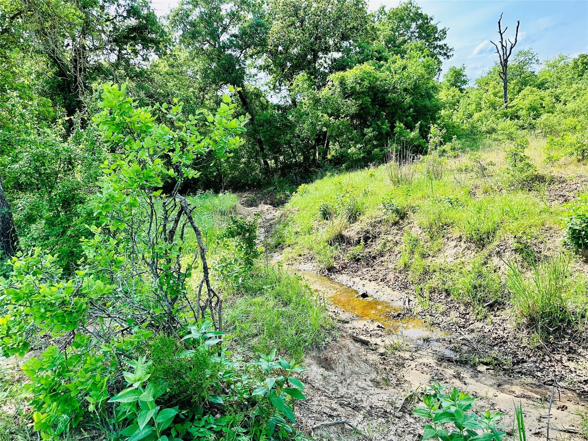 125 acres in Callahan County - photo 23