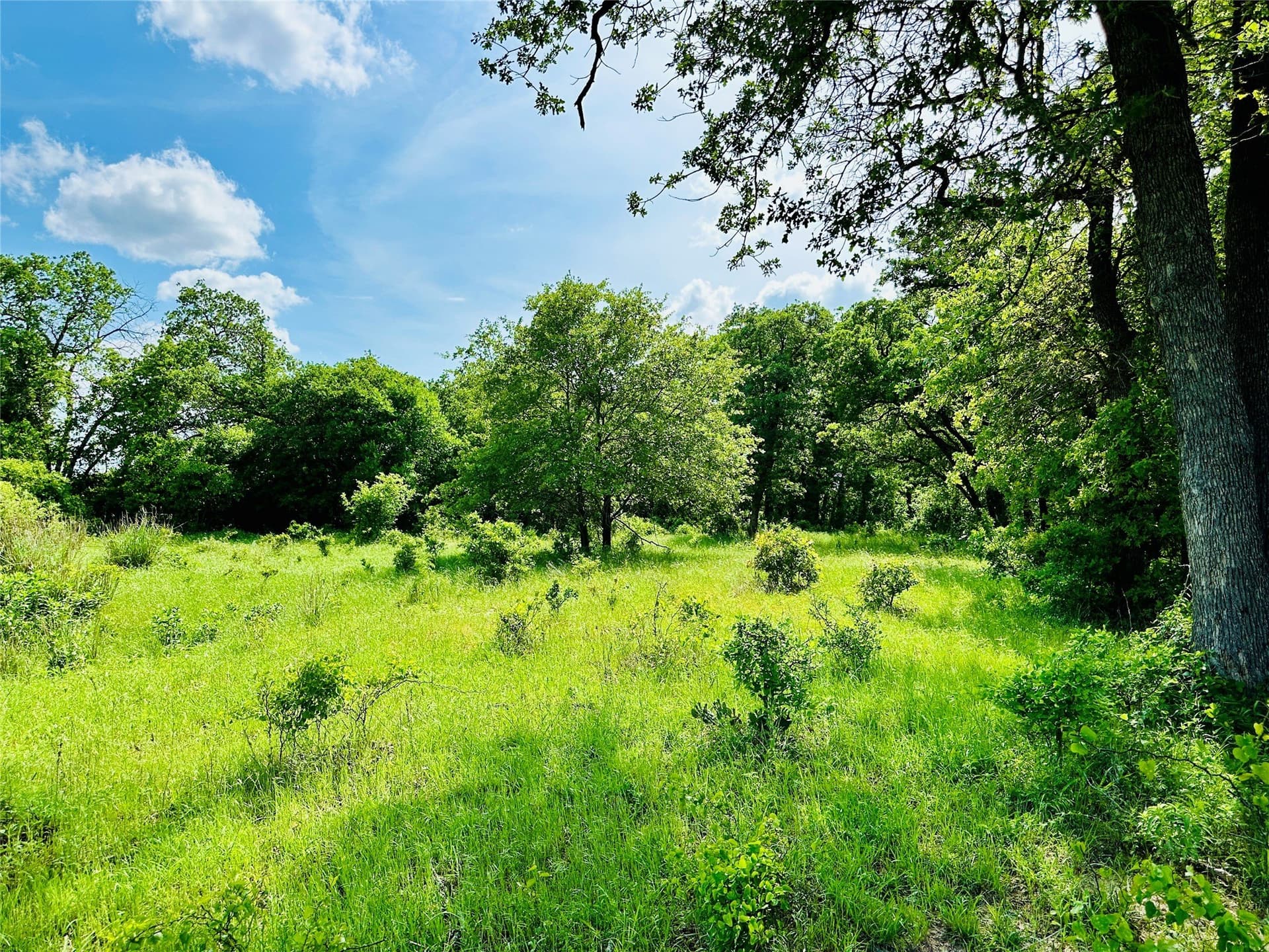 125 acres in Callahan County - photo 24