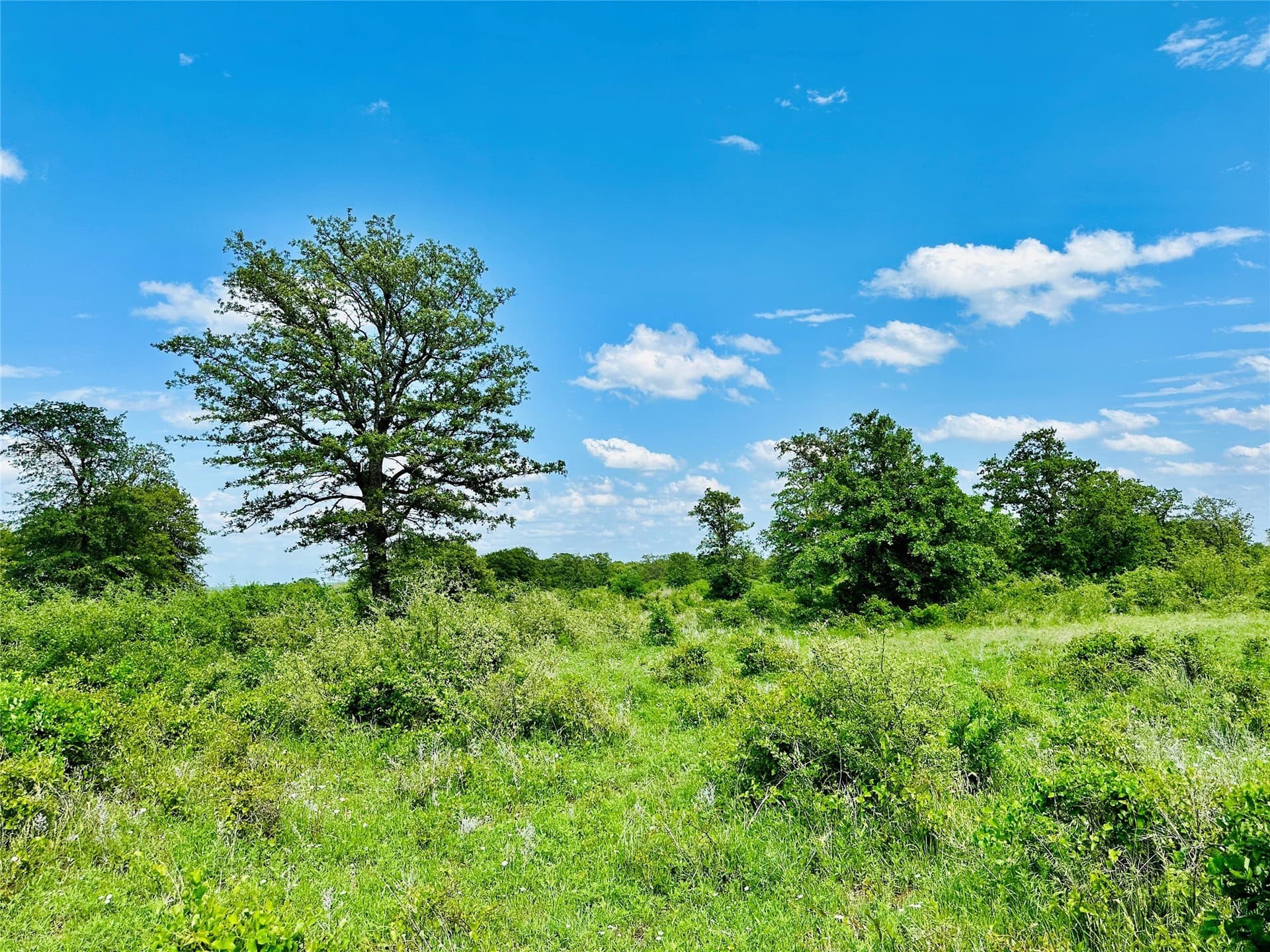 125 acres in Callahan County - photo 3