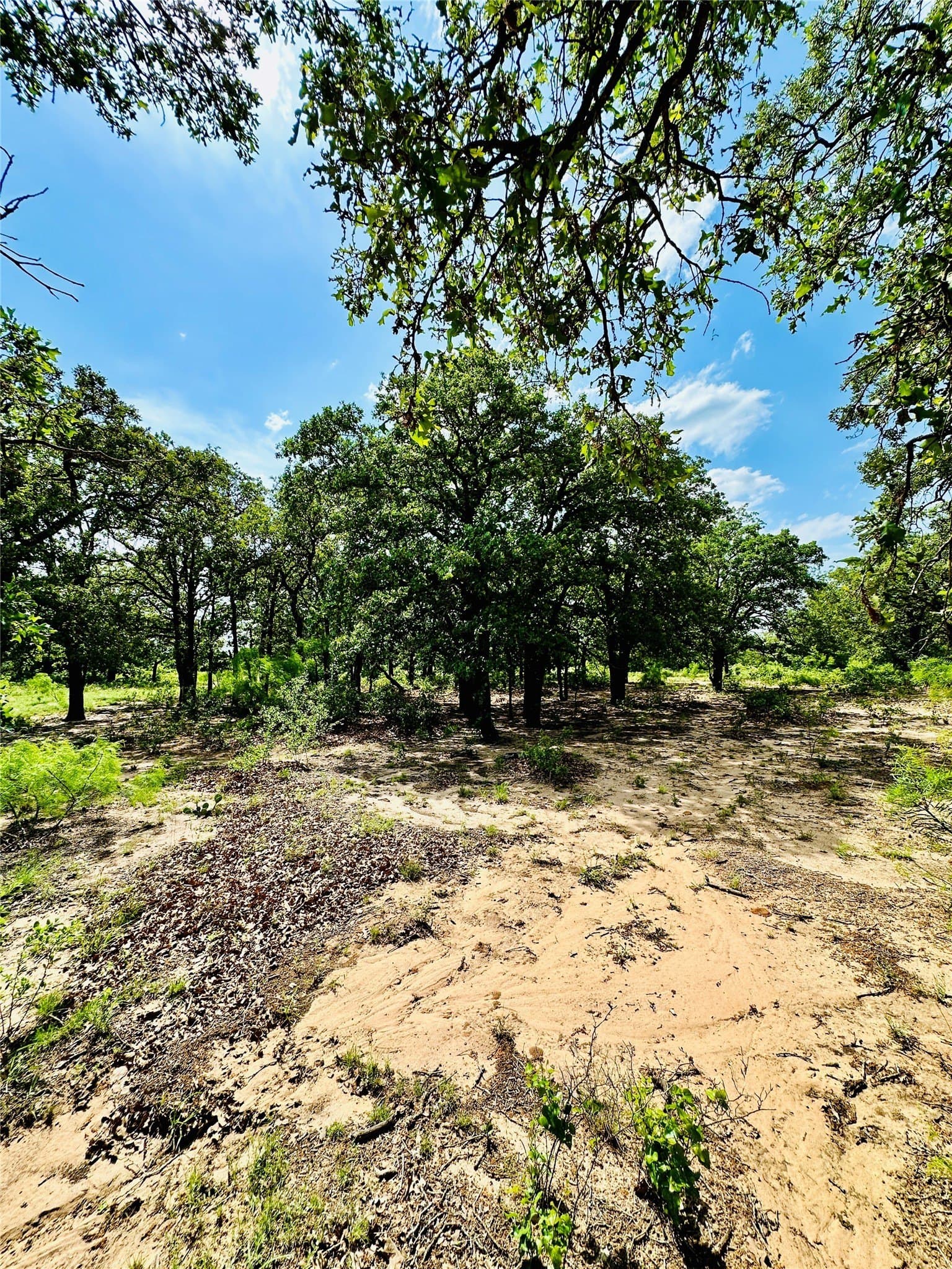 125 acres in Callahan County - photo 12