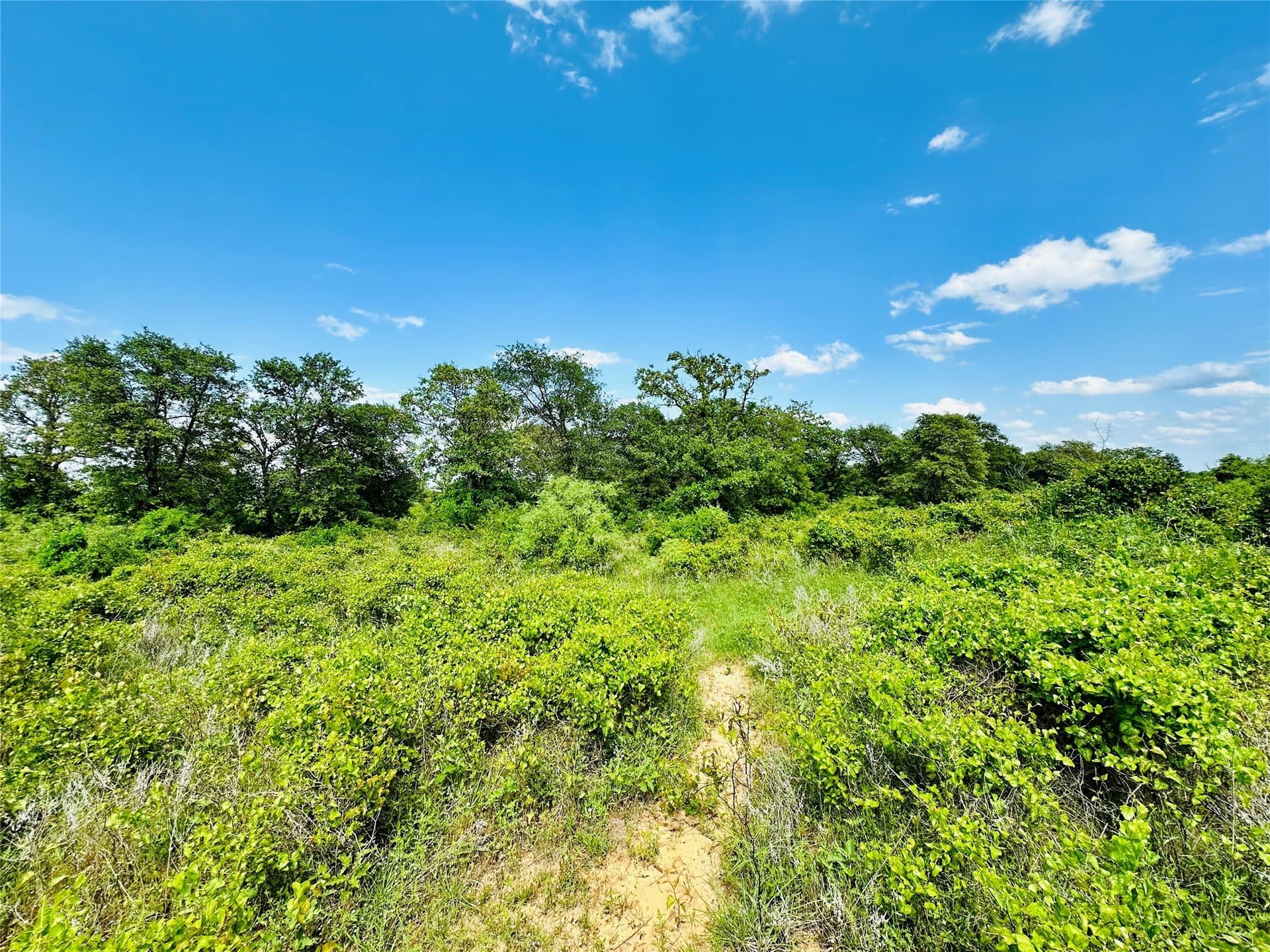 125 acres in Callahan County - photo 4