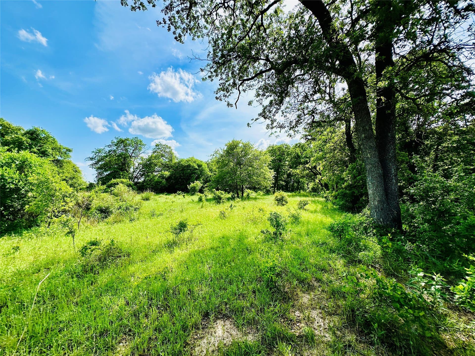 125 acres in Callahan County - photo 25