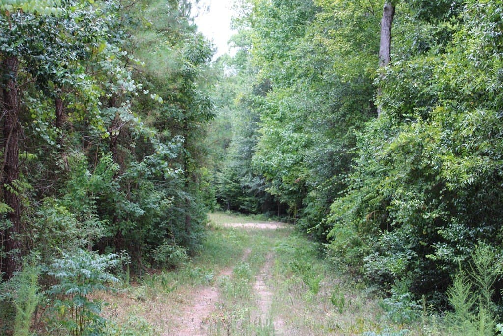 120 acres in Texas County gallery image 4