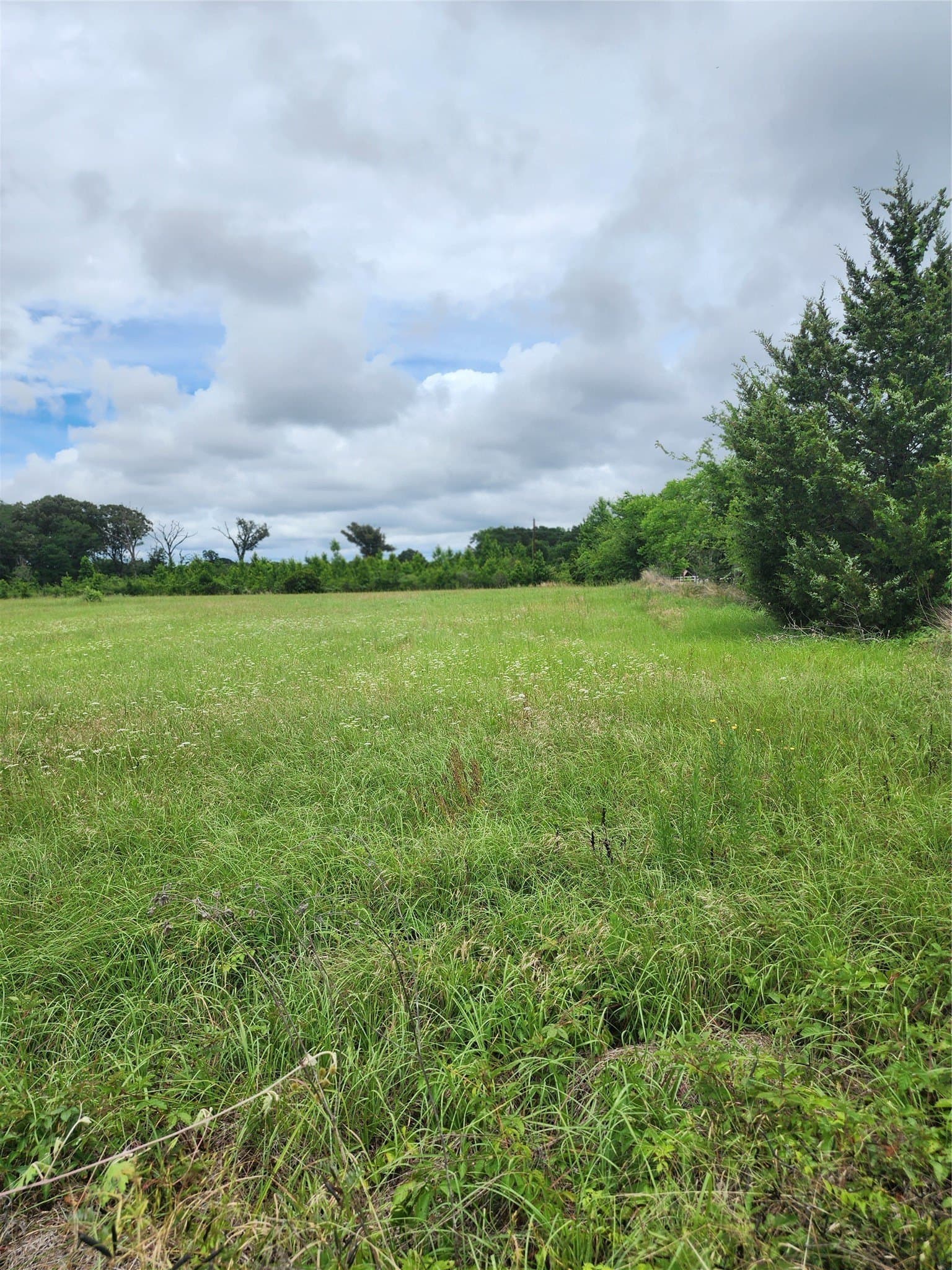 5 acres in Henderson County gallery image 2