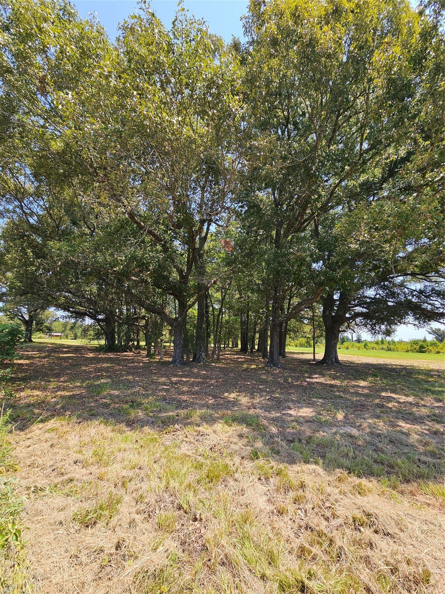 5.1 acres in Henderson County - photo 7