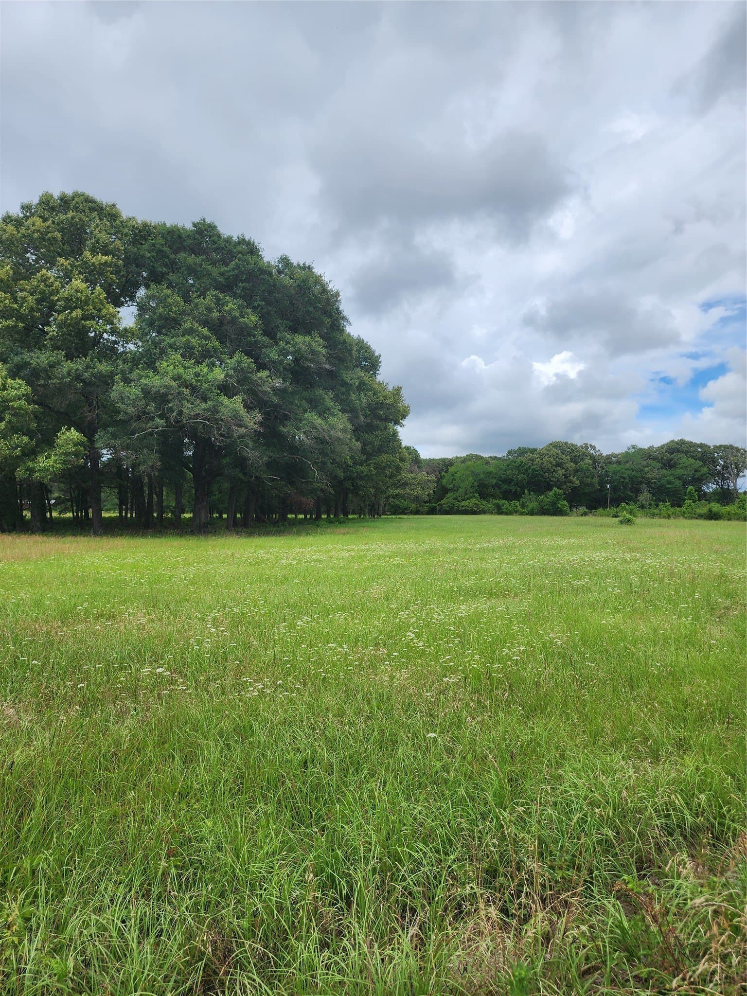 5 acres in Henderson County gallery image 4