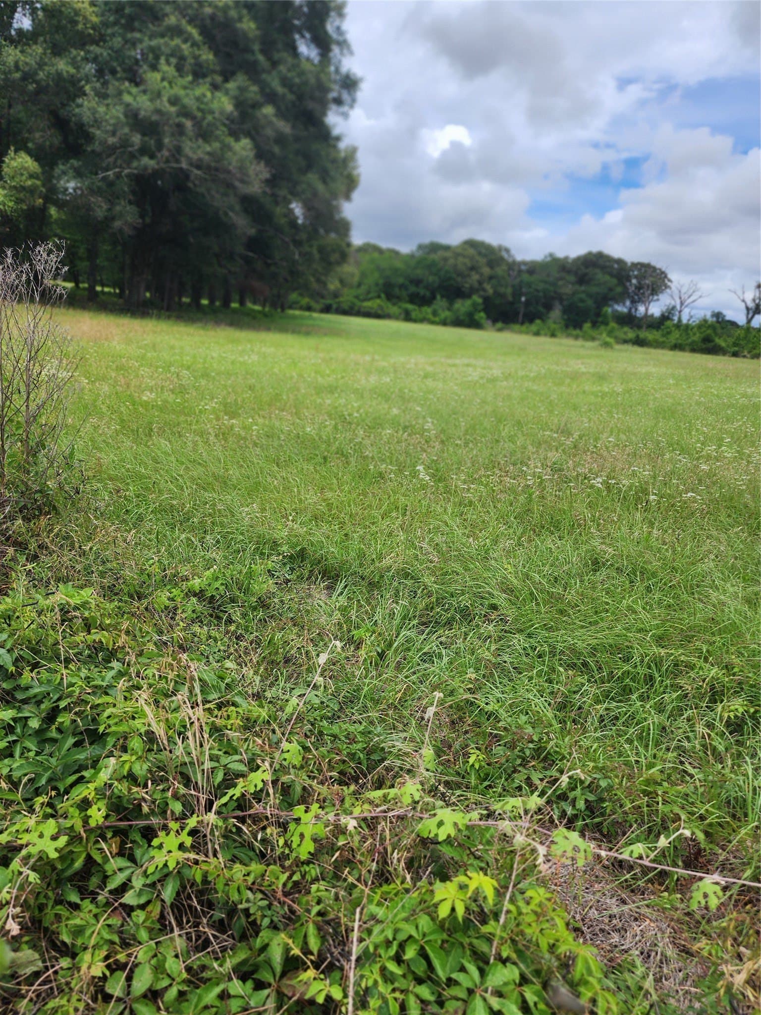 5 acres in Henderson County gallery image 3