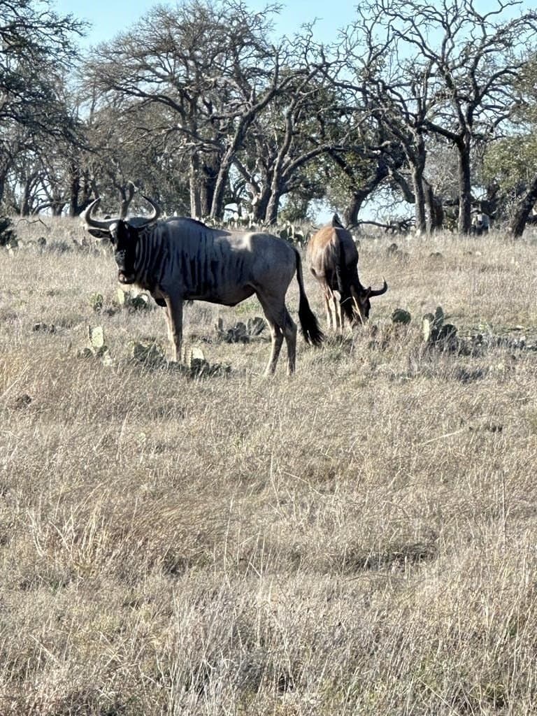 5.02 acres in Gillespie County gallery image 2