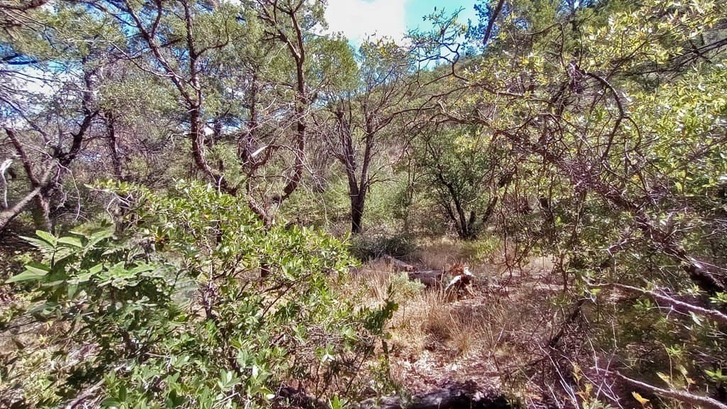 5.49 acres in Jeff Davis County gallery image 2