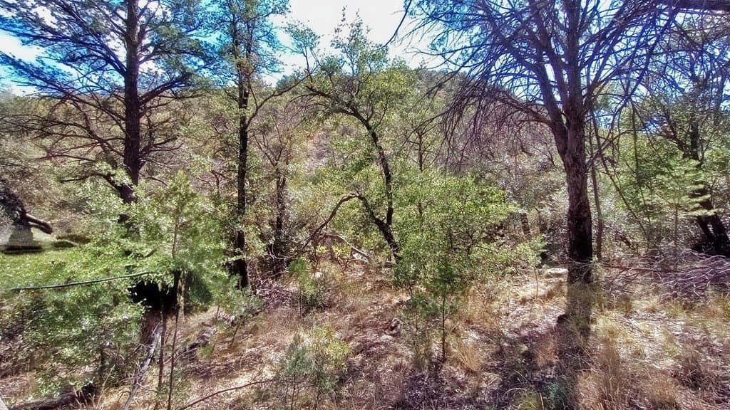 5.49 acres in Jeff Davis County featured view