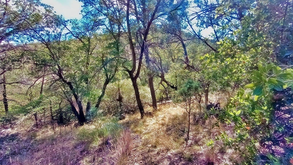 5.49 acres in Jeff Davis County gallery image 3