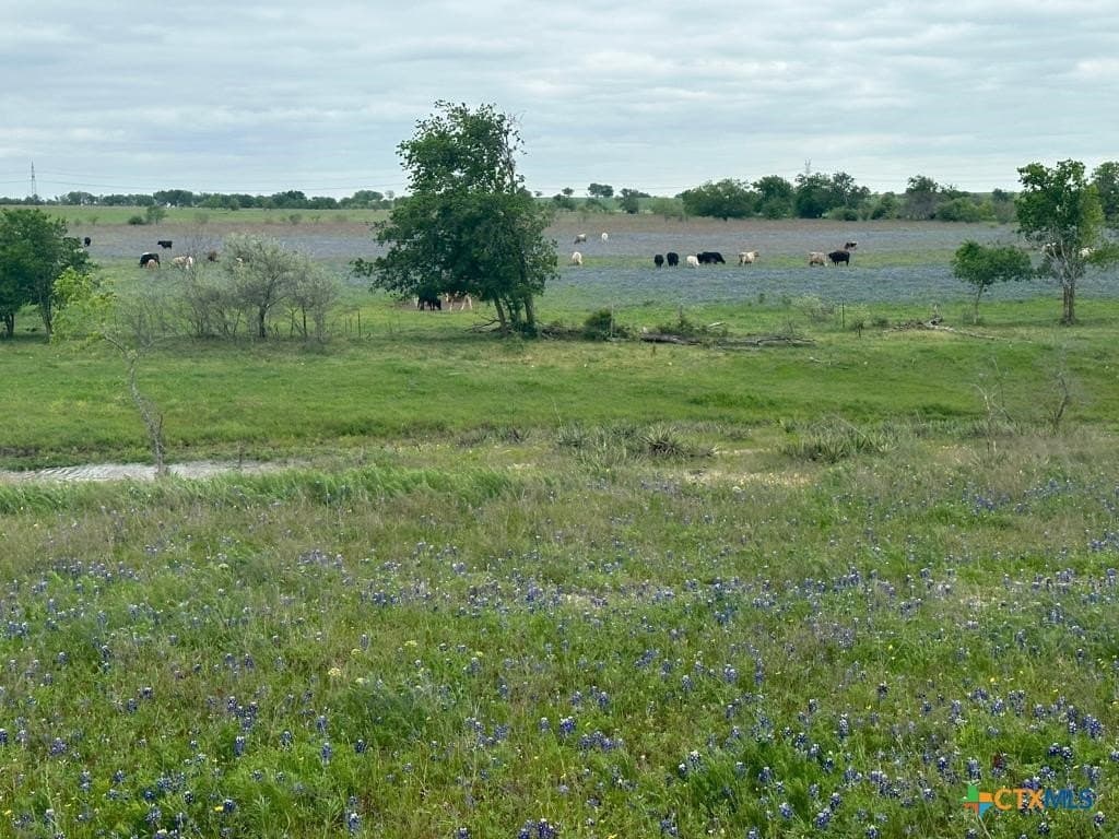 167.2 acres in Bell County gallery image 4