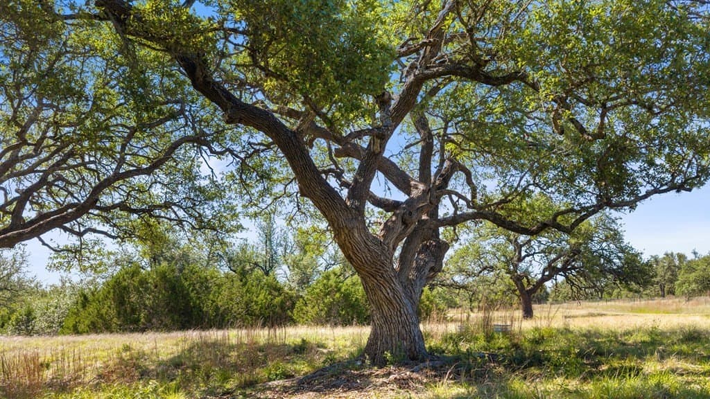 24.26 acres in Hays County - photo 16