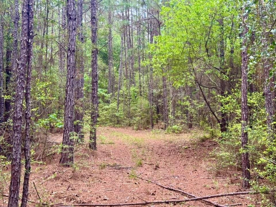 17 acres in Texas County featured view