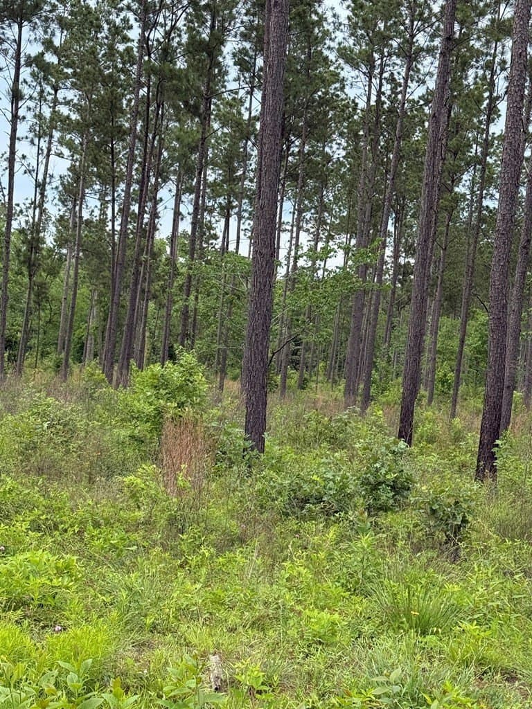 10.15 acres in Texas County gallery image 4