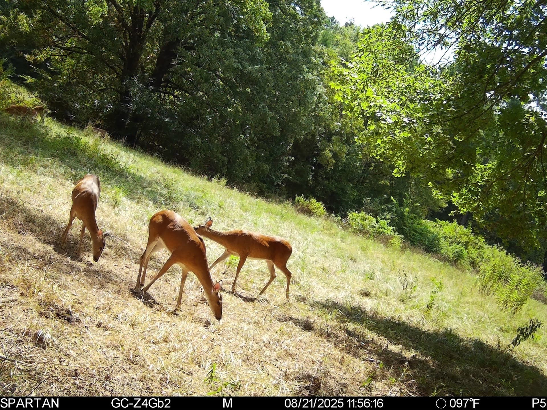 233 acres in Cass County - photo 36