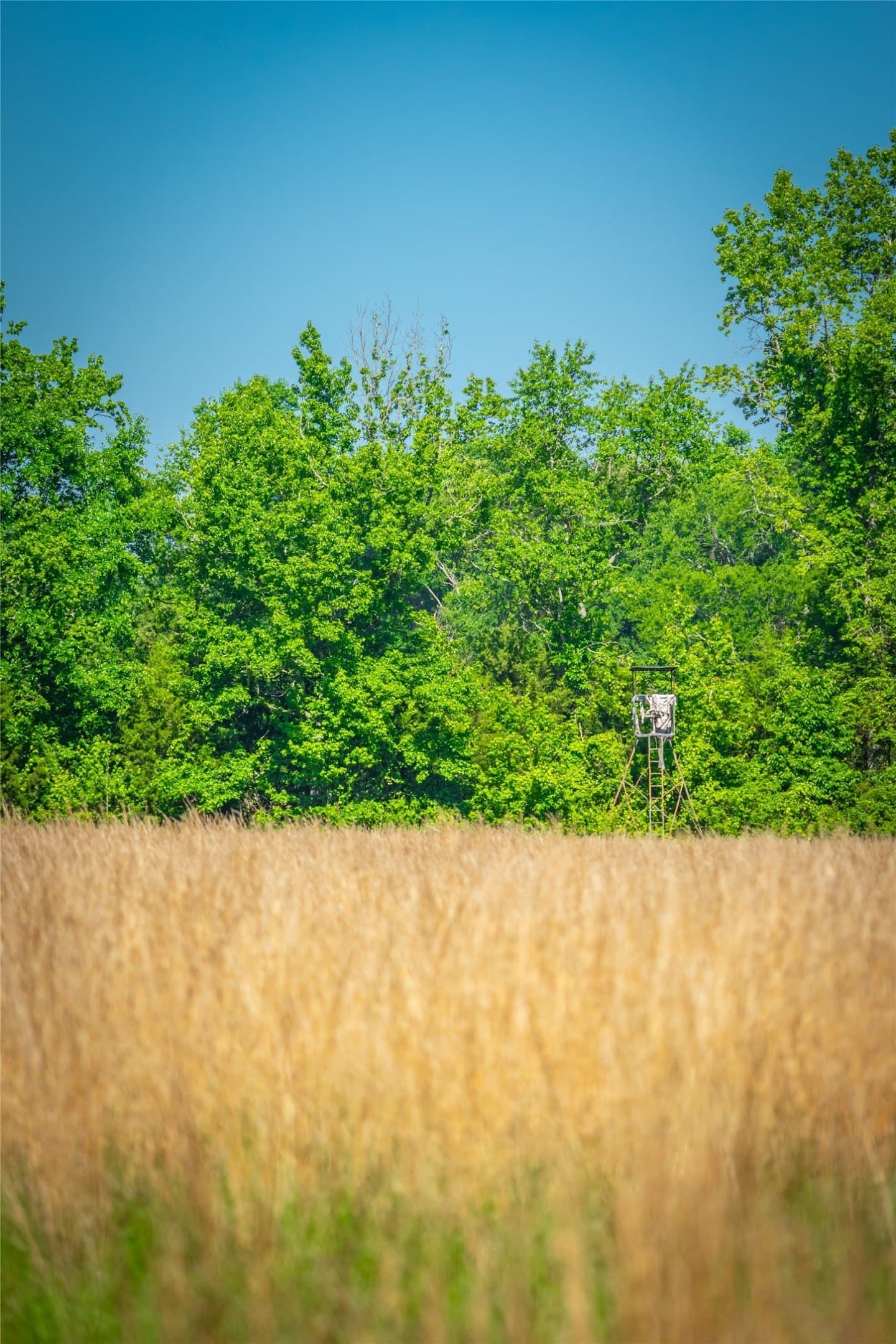 233 acres in Cass County - photo 18