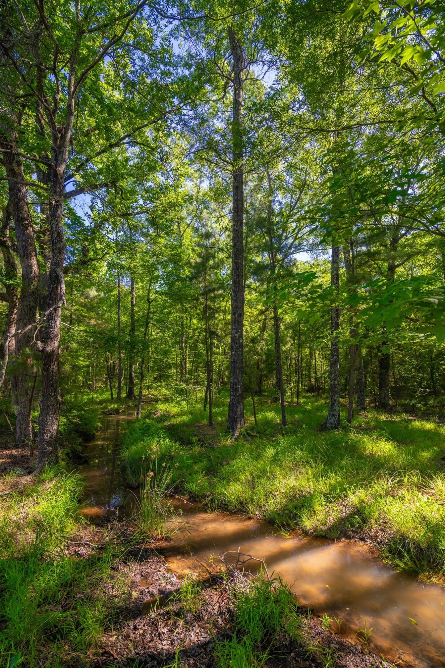 233 acres in Cass County - photo 6