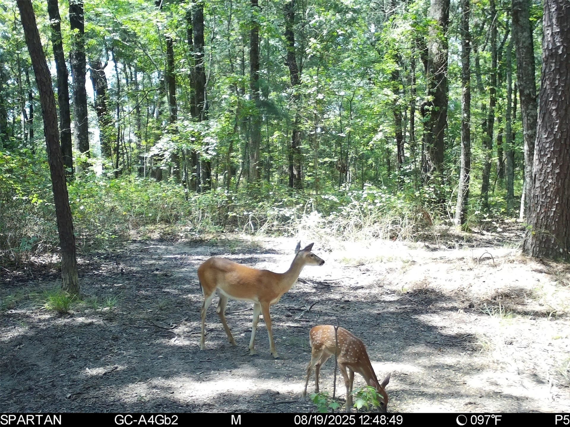 233 acres in Cass County - photo 35