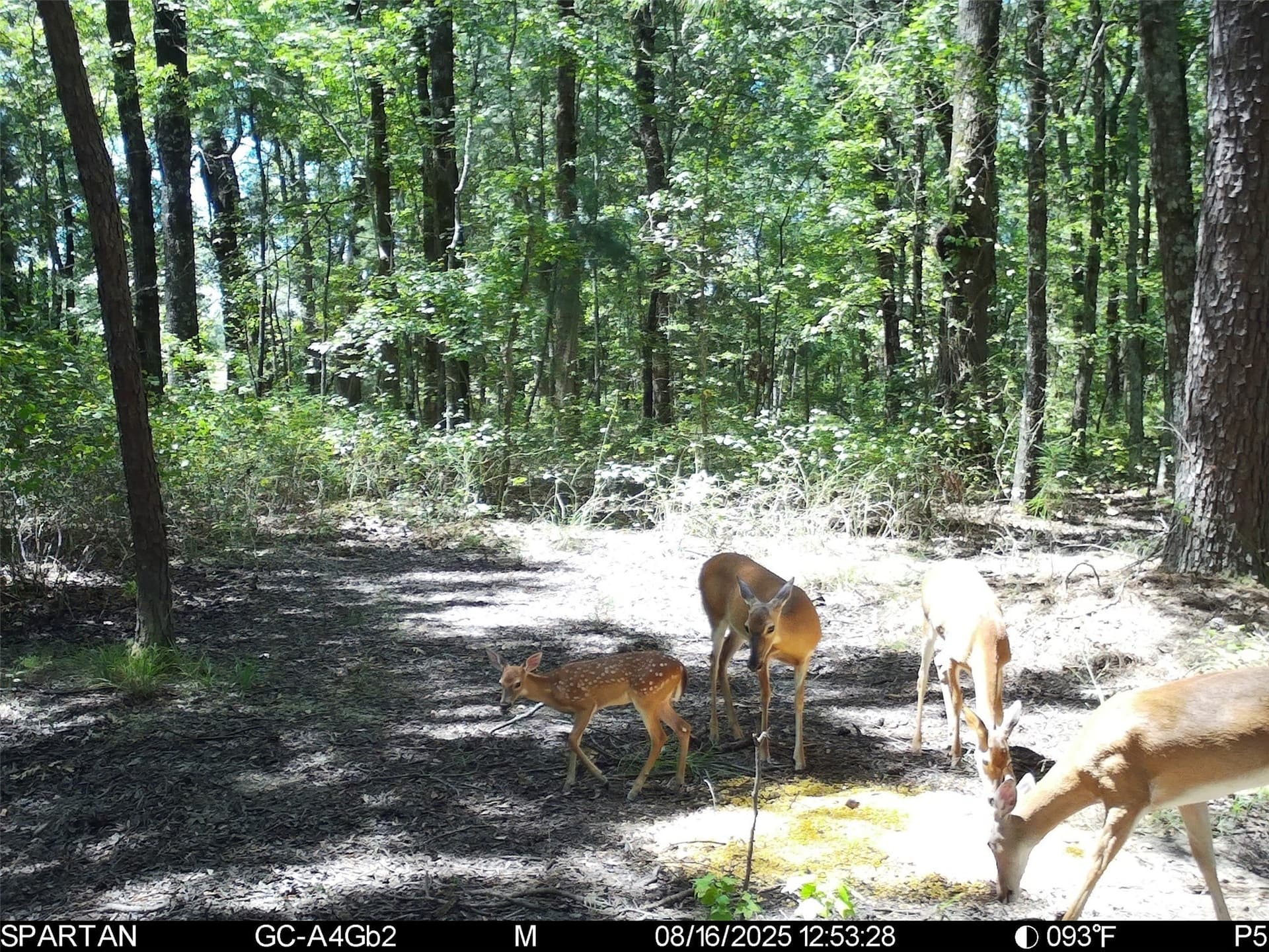233 acres in Cass County - photo 31