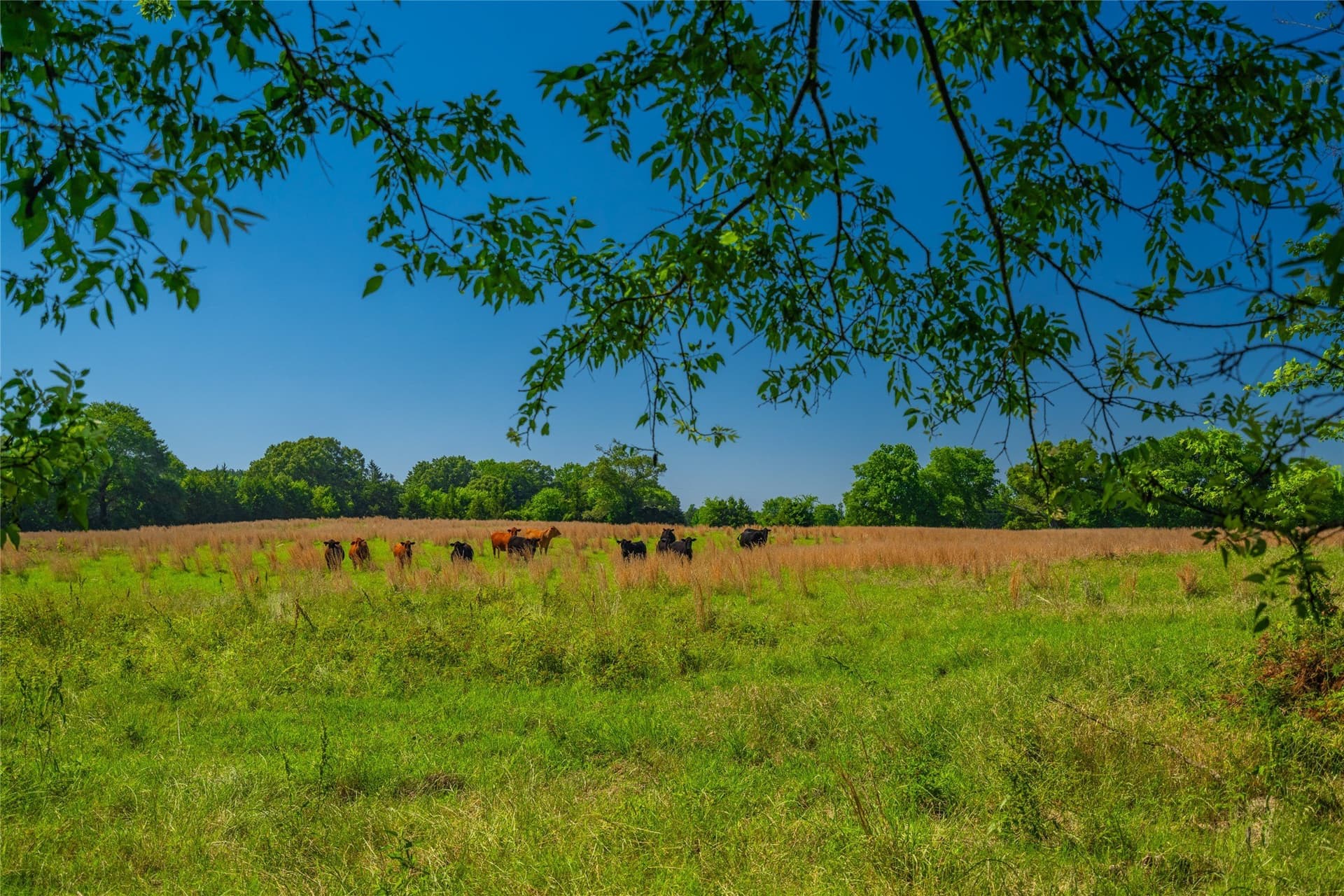 233 acres in Cass County - photo 14