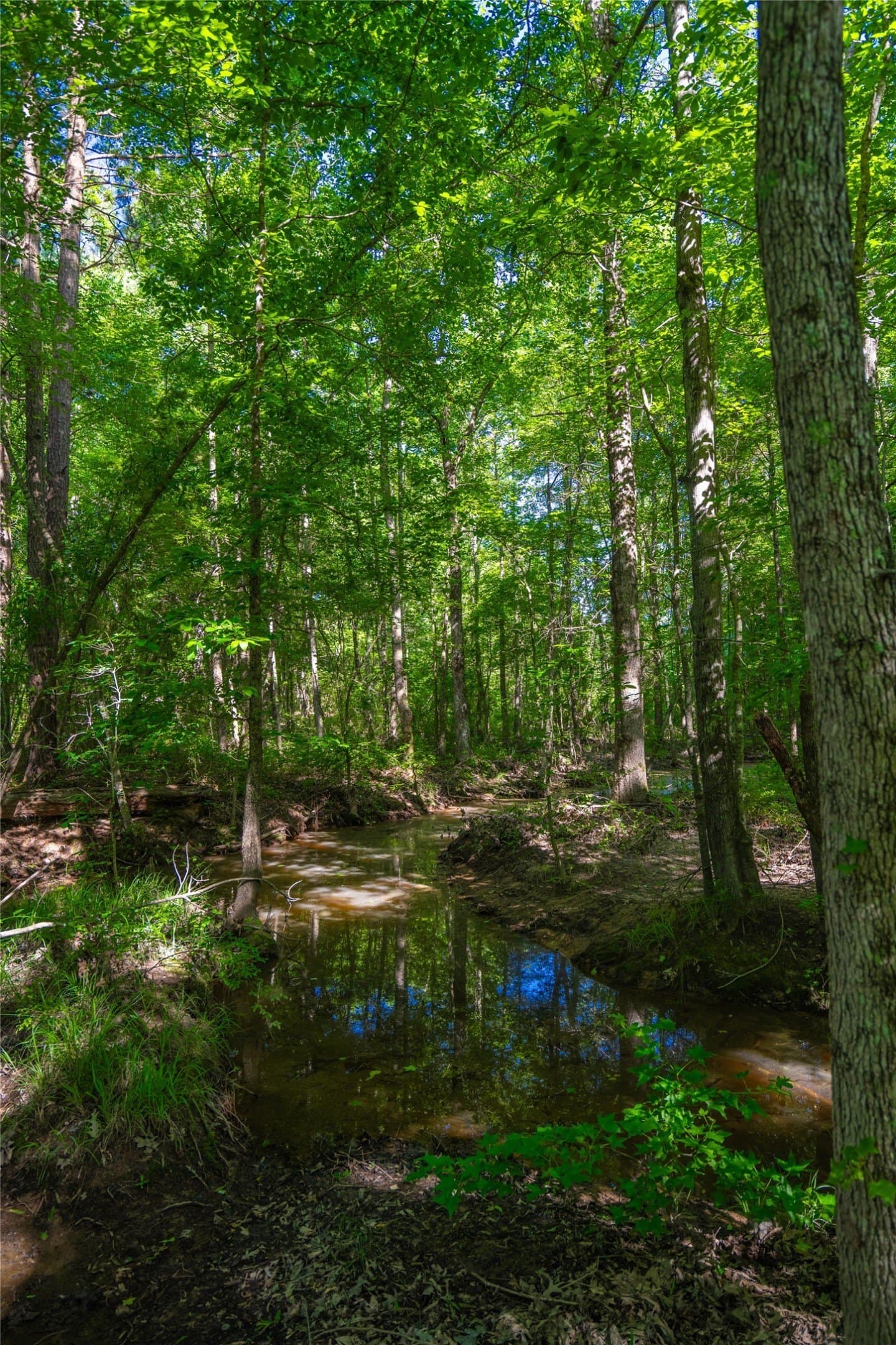 233 acres in Cass County - photo 8