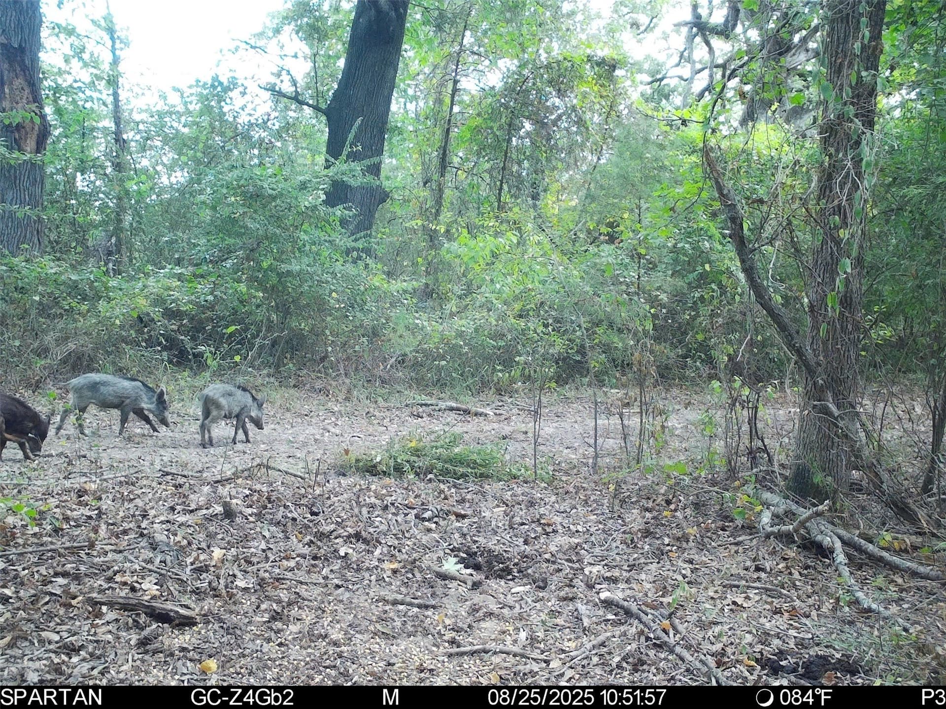 233 acres in Cass County - photo 37