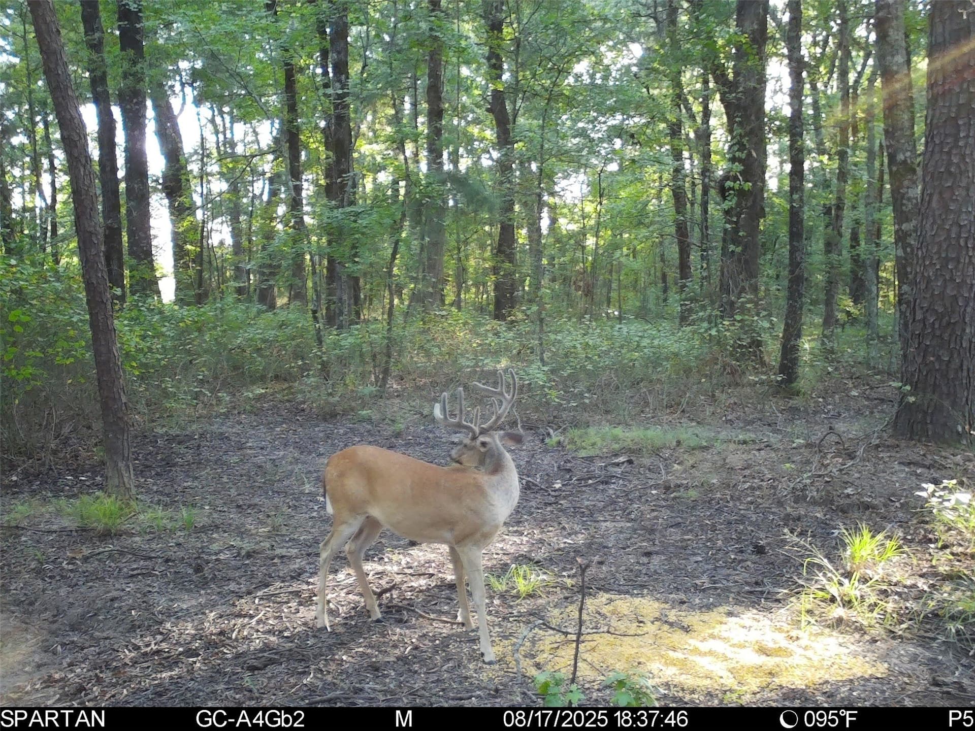 233 acres in Cass County - photo 33