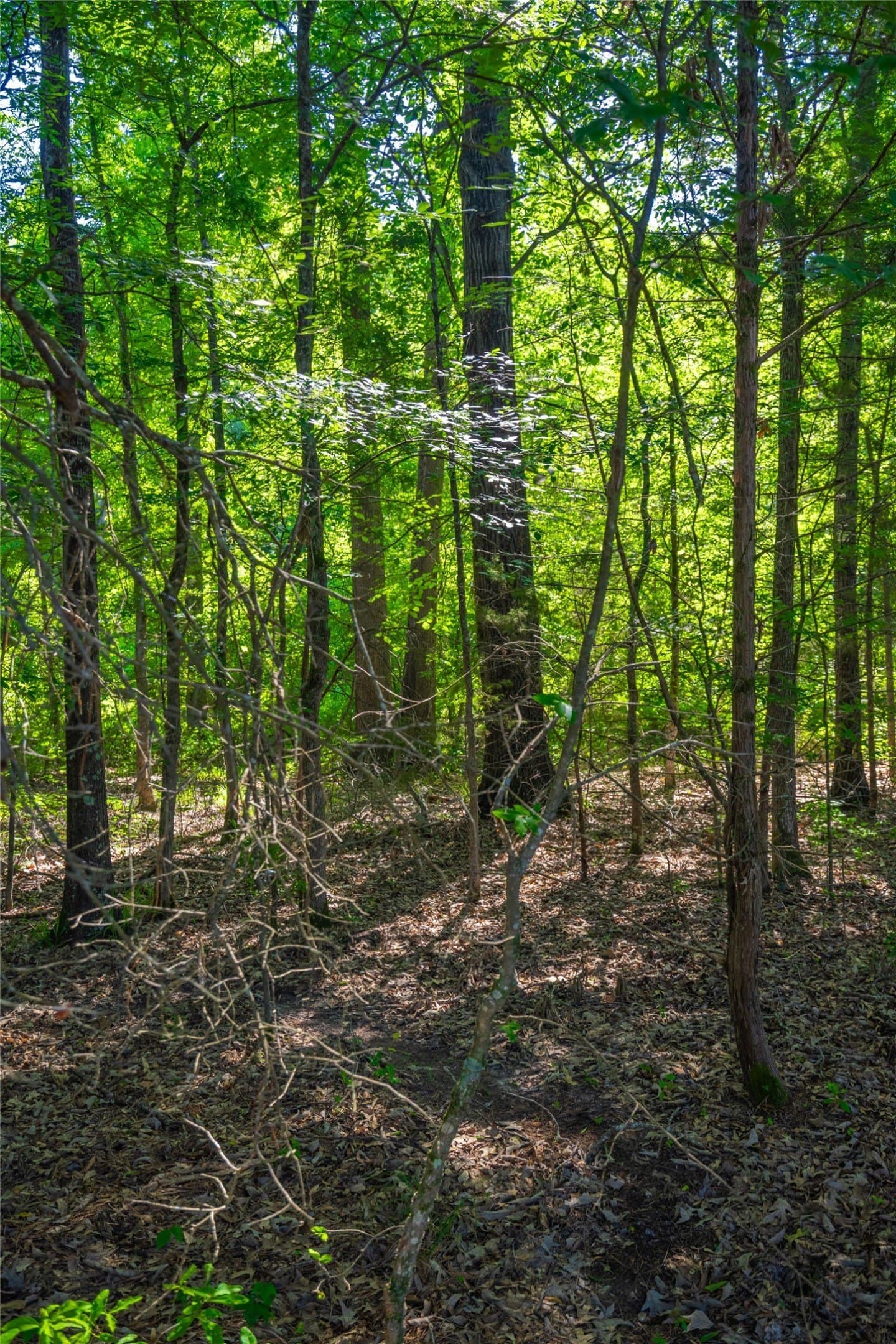 233 acres in Cass County - photo 9