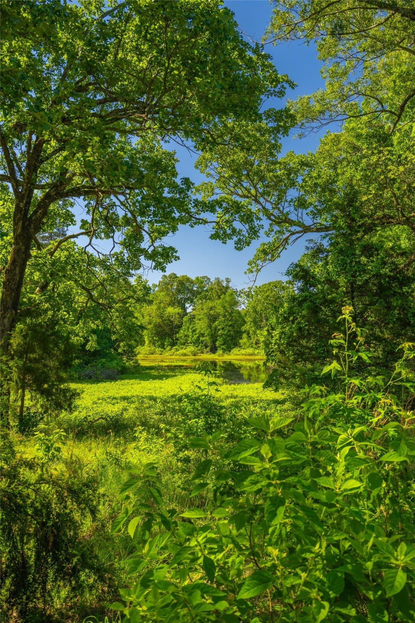 233 acres in Cass County - photo 11
