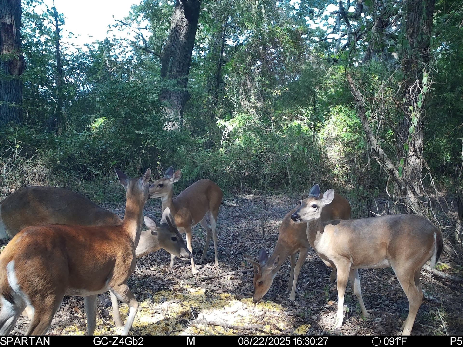 233 acres in Cass County - photo 34
