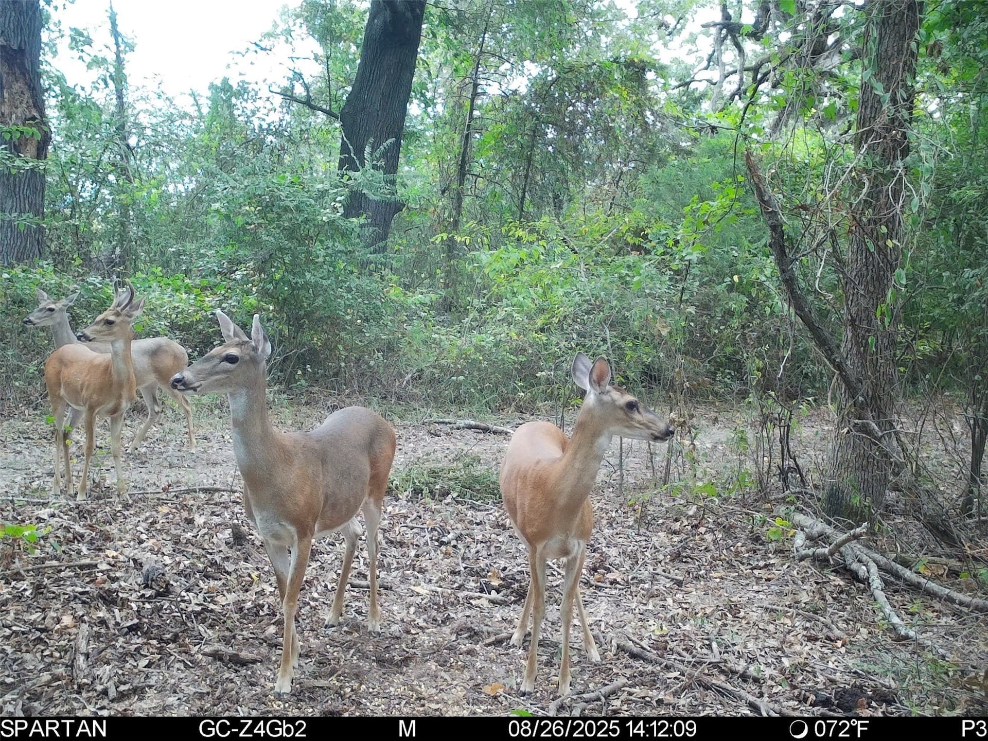 233 acres in Cass County - photo 38