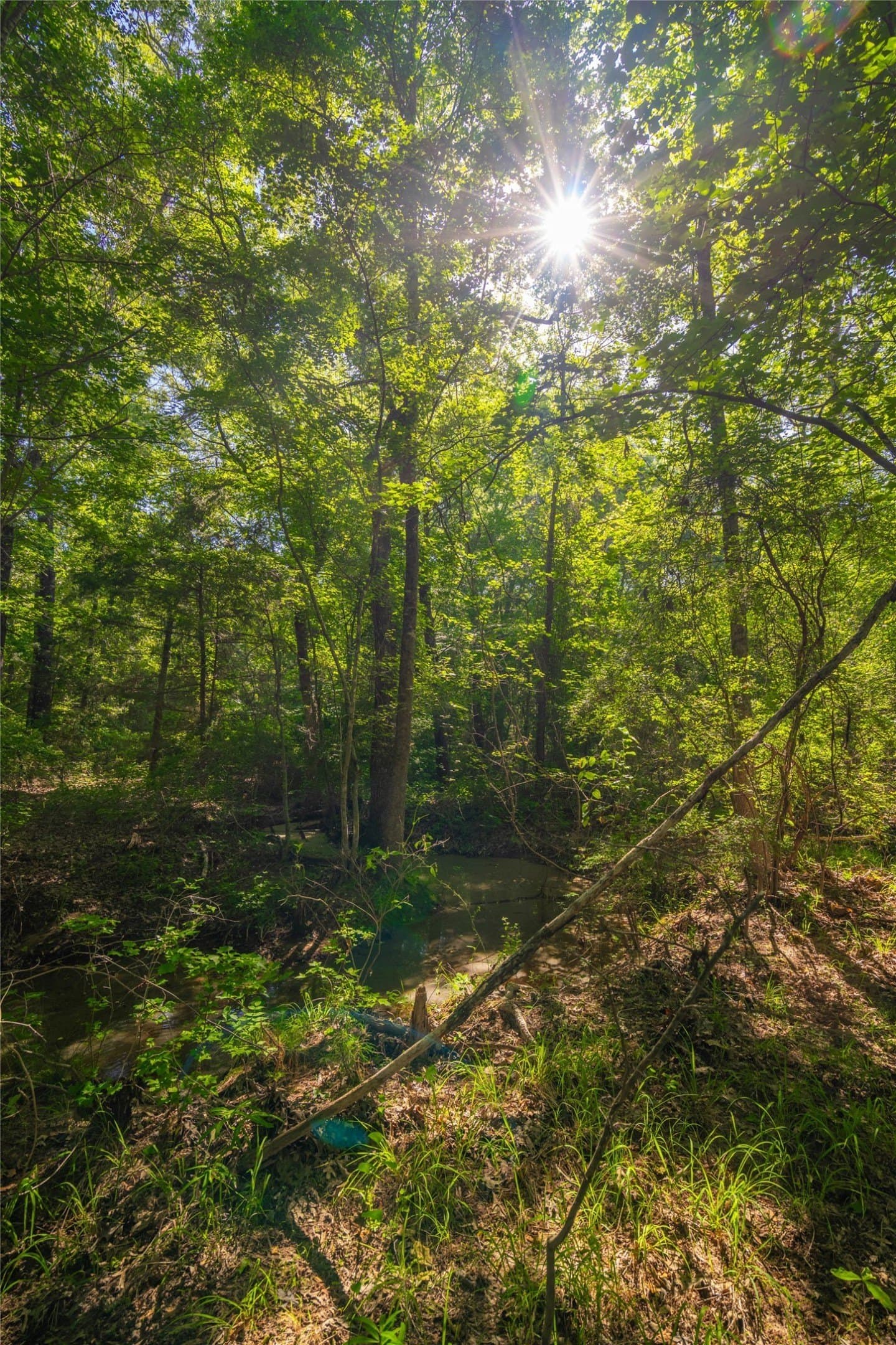 233 acres in Cass County - photo 7