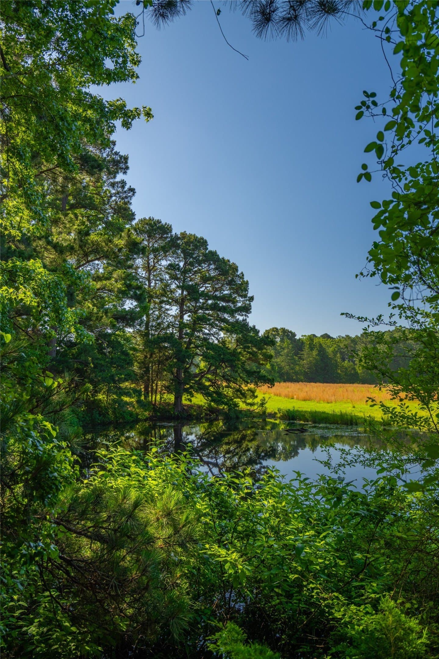 233 acres in Cass County gallery image 4