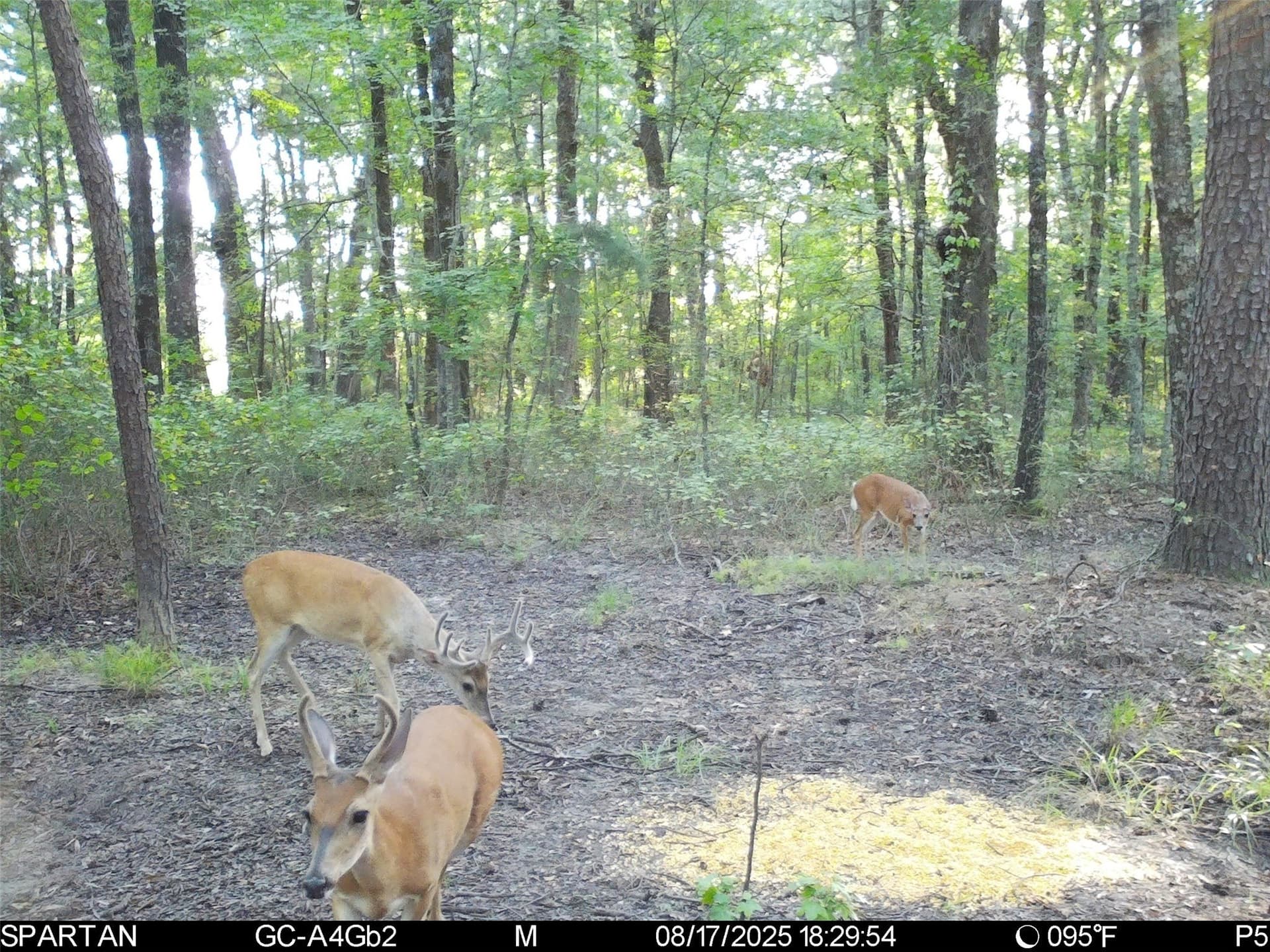 233 acres in Cass County - photo 32