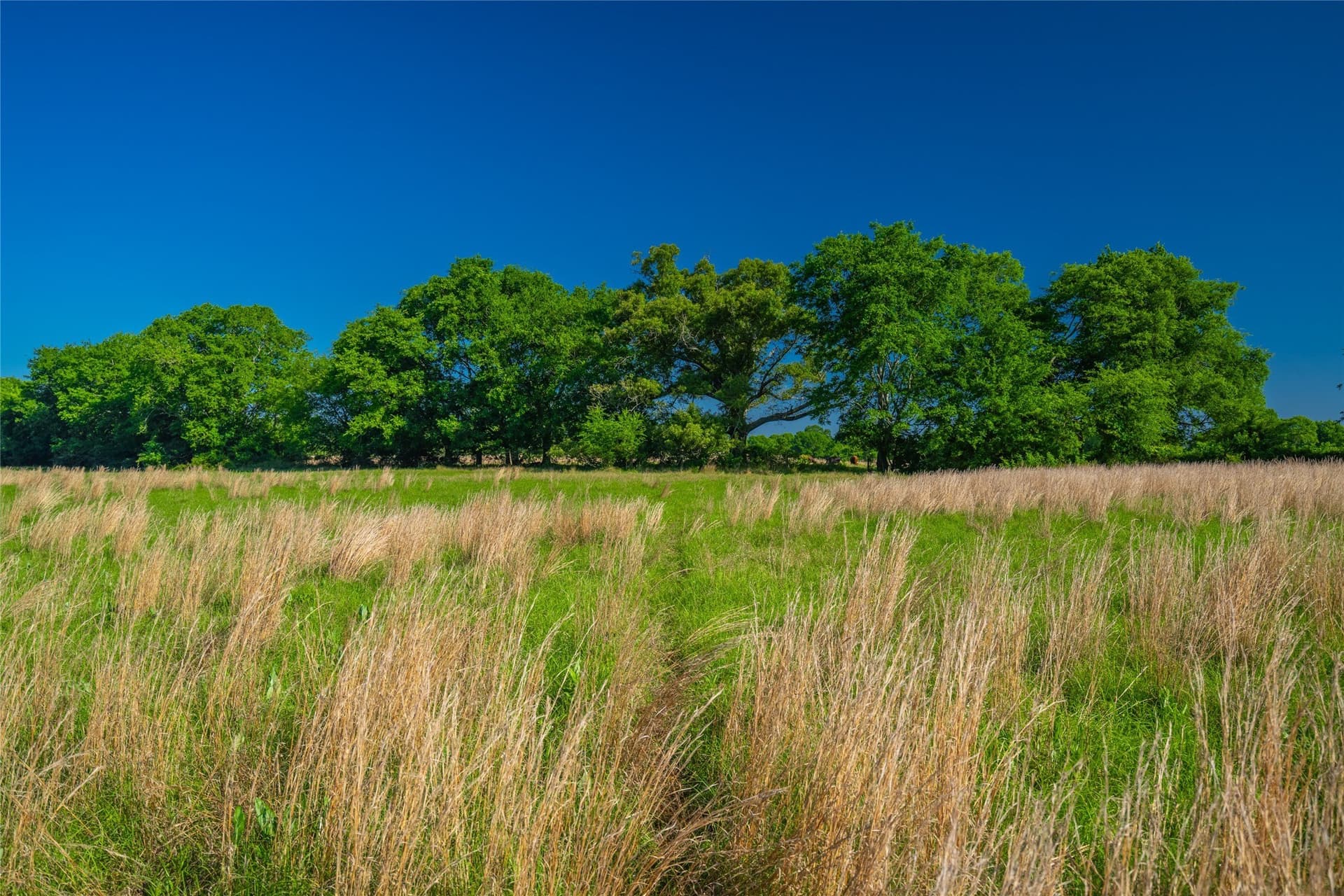233 acres in Cass County gallery image 2