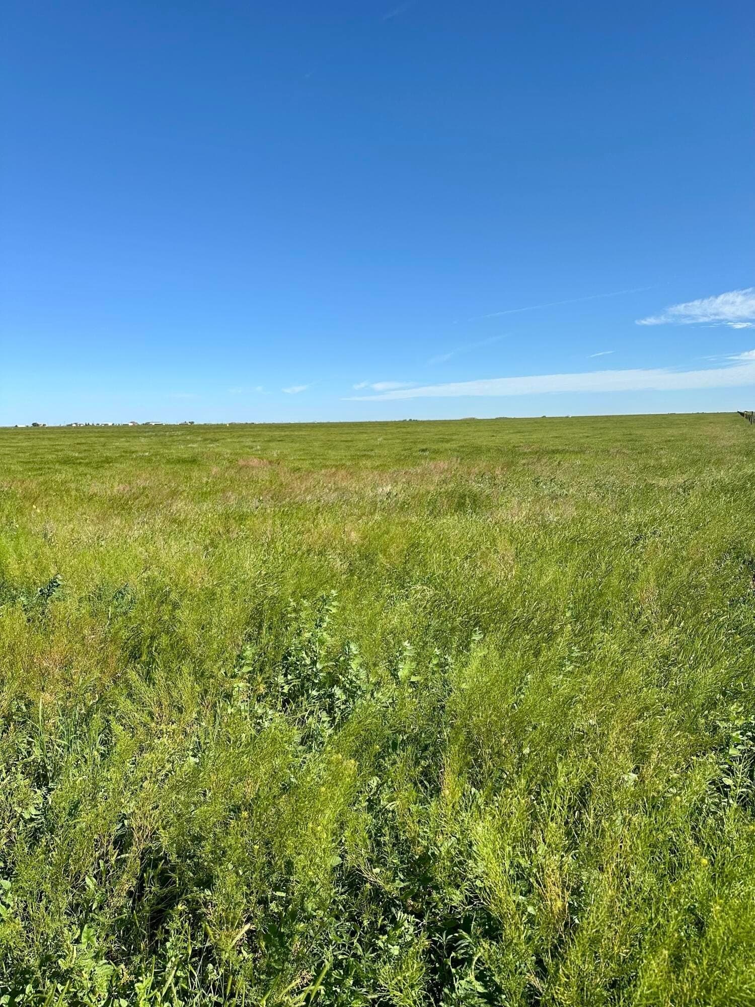 20 acres in Randall County gallery image 3