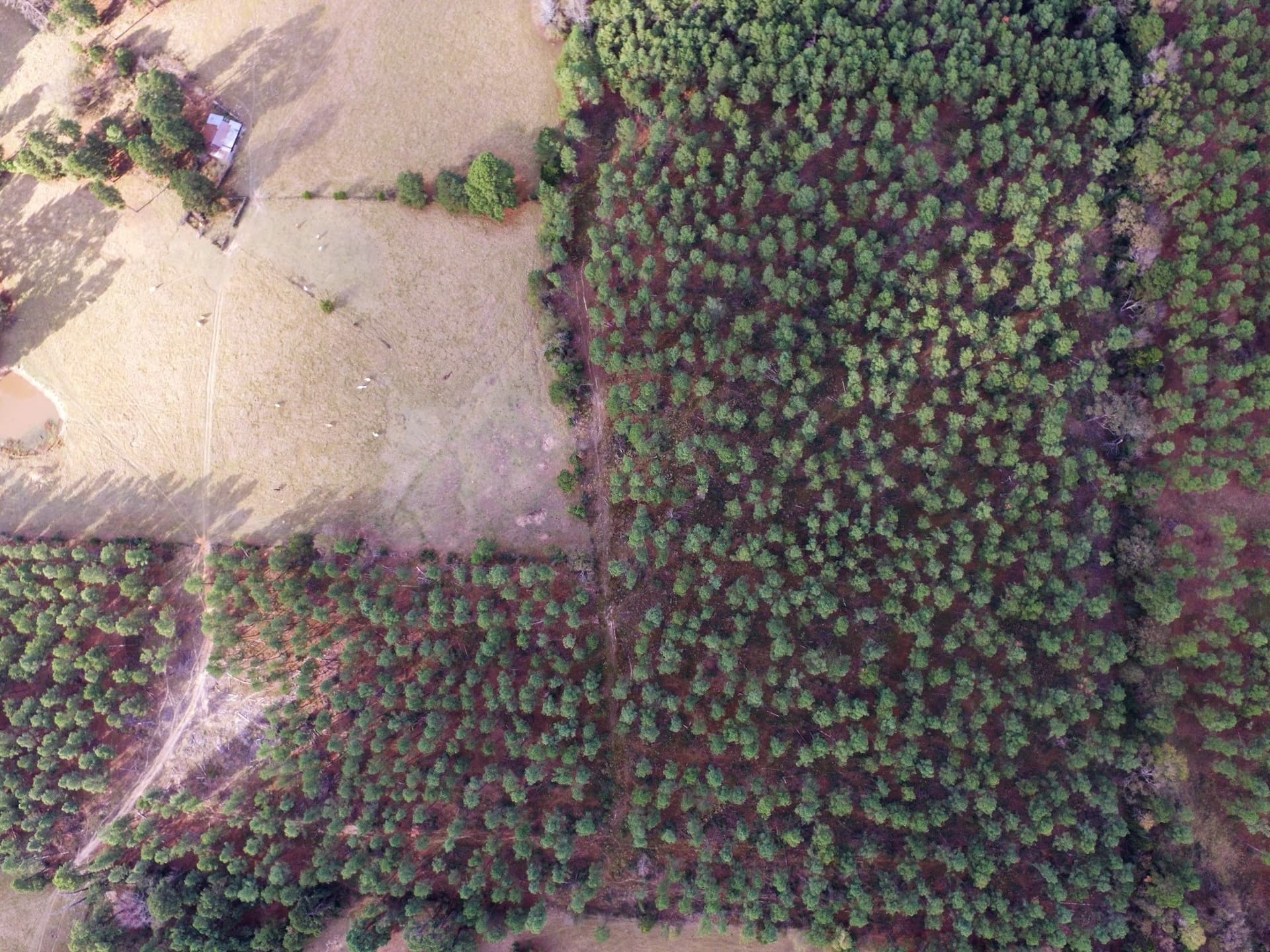 37.22 acres in Anderson County - photo 13