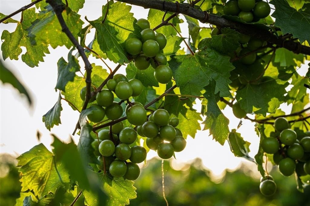 100.5 acres in Smith County gallery image 2