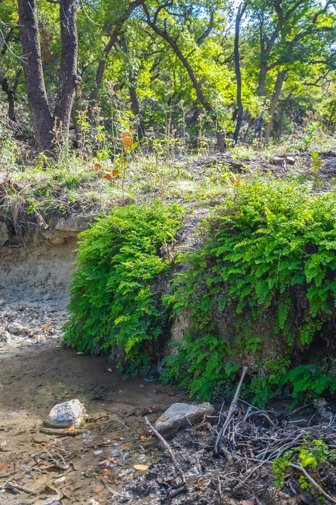 230 acres in Texas County gallery image 4