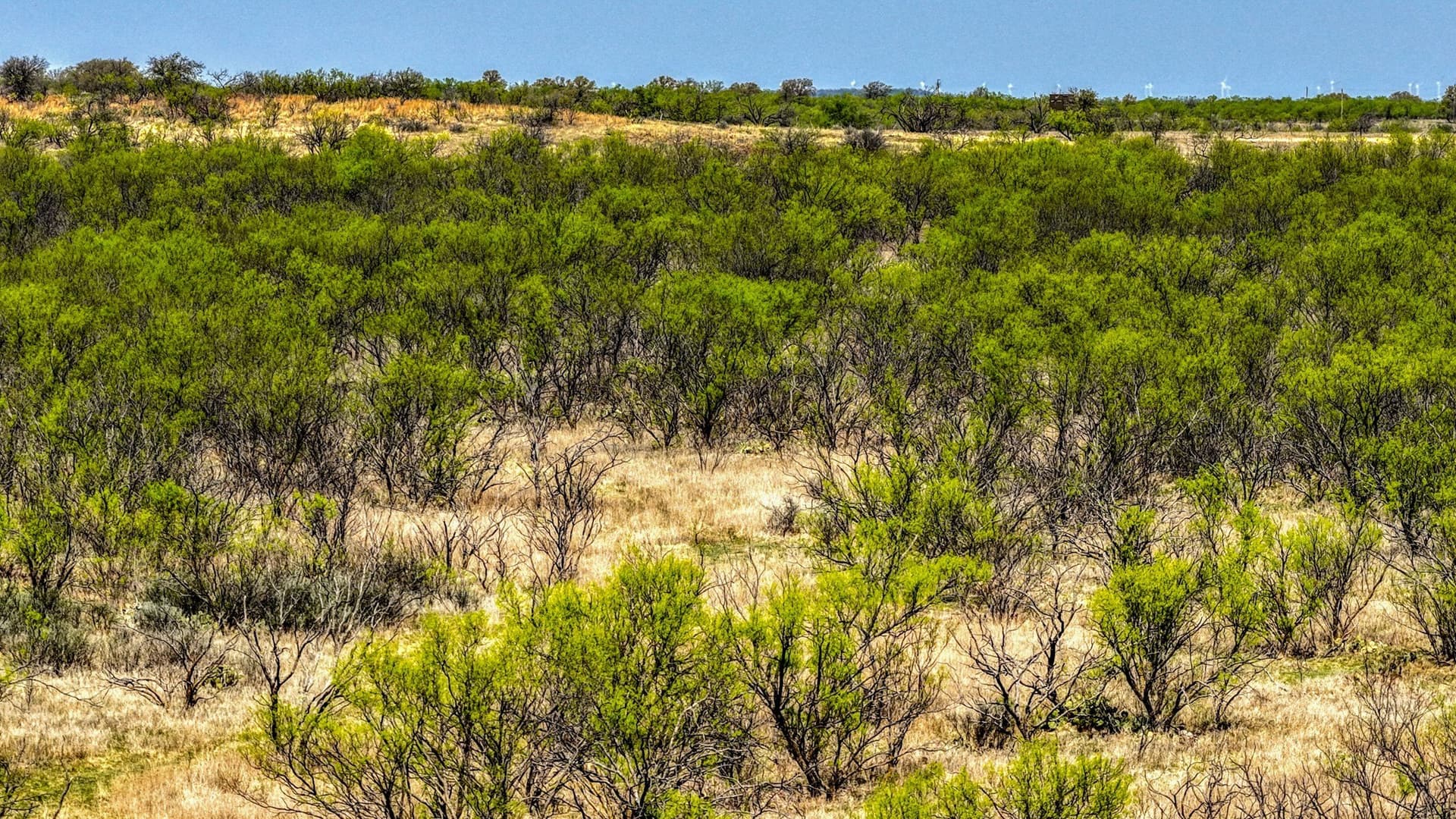 133.25 acres in Jack County - photo 5