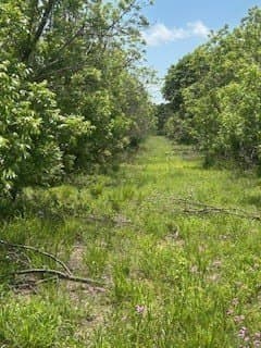 17.64 acres in Comanche County gallery image 2