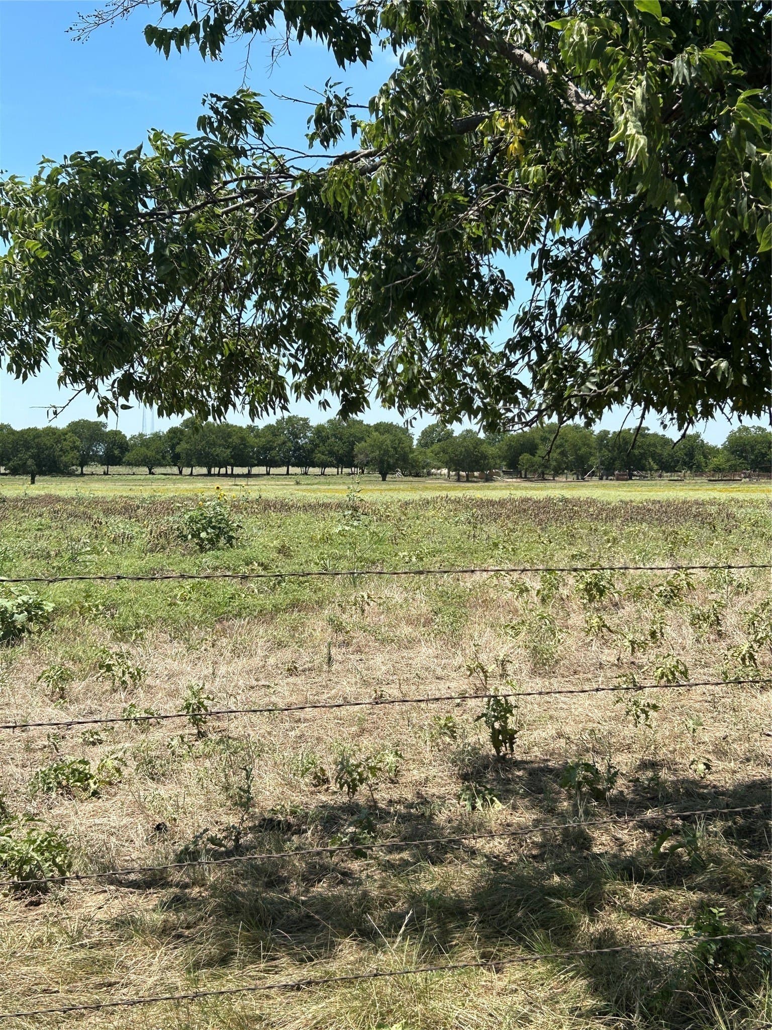 100 acres in Grayson County gallery image 4