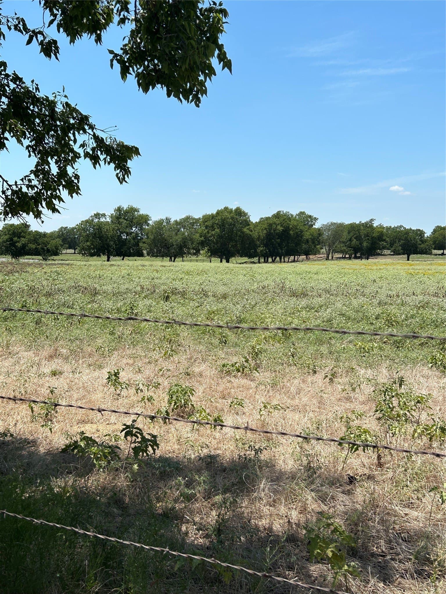 100 acres in Grayson County gallery image 3