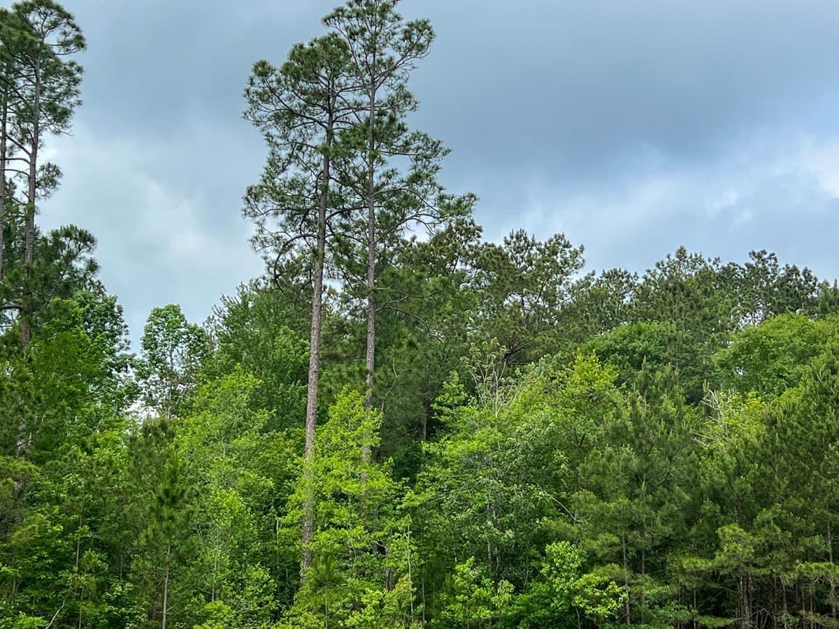 47 acres in Hardin County gallery image 3