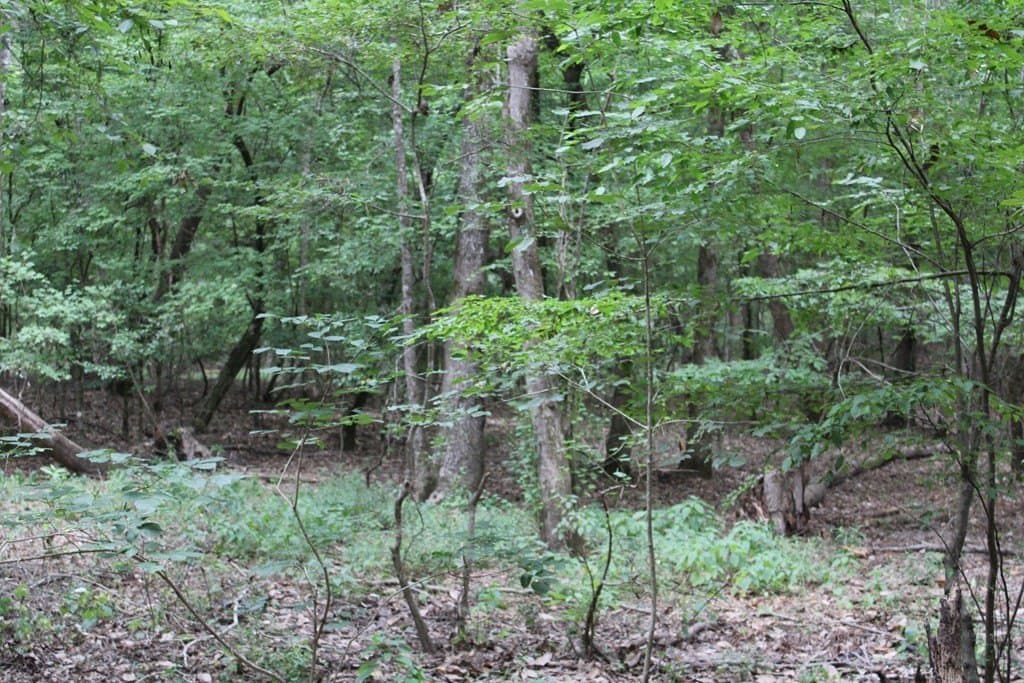 429.13 acres in Texas County gallery image 4