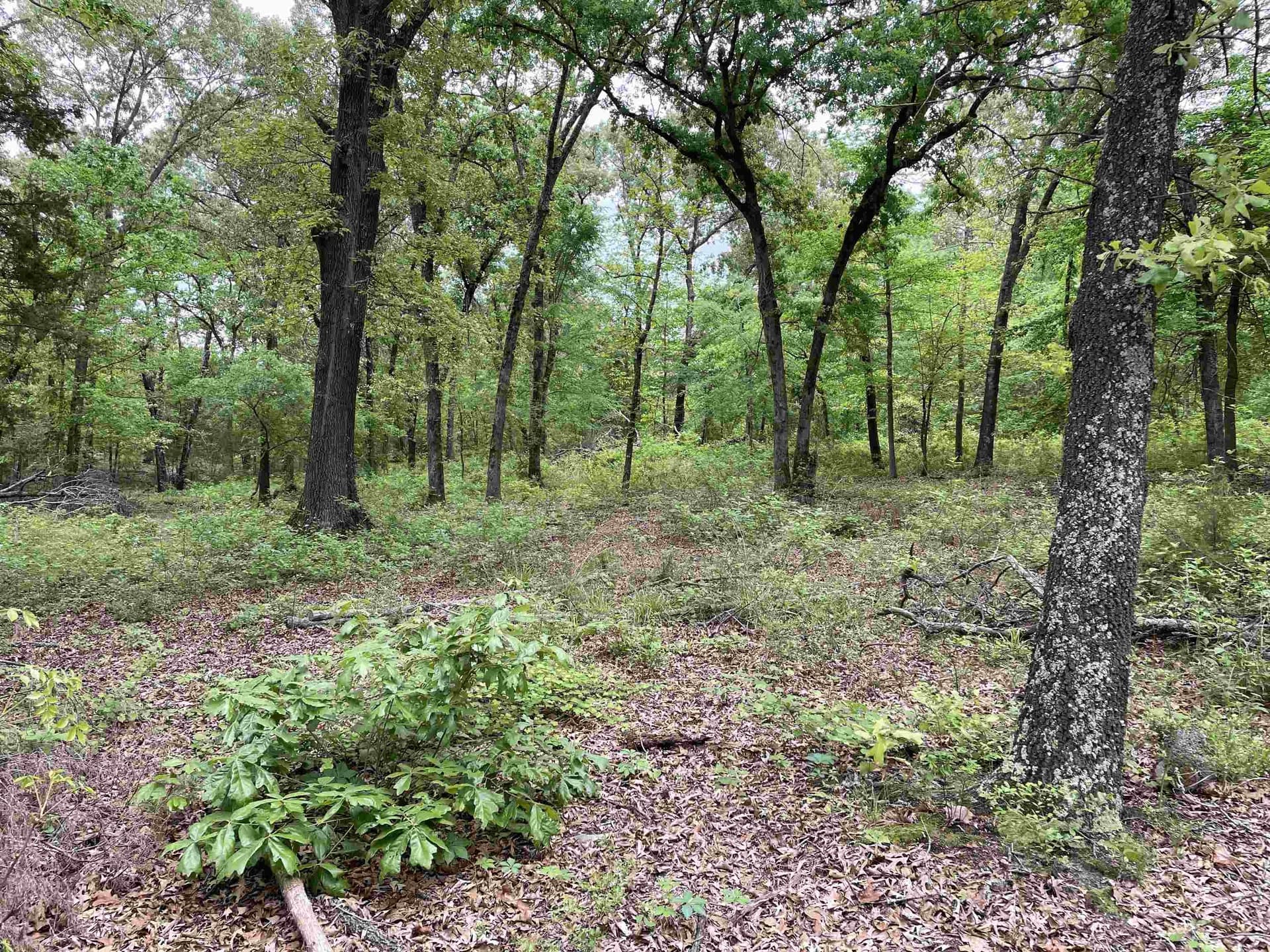 12.05 acres in Henderson County - photo 7