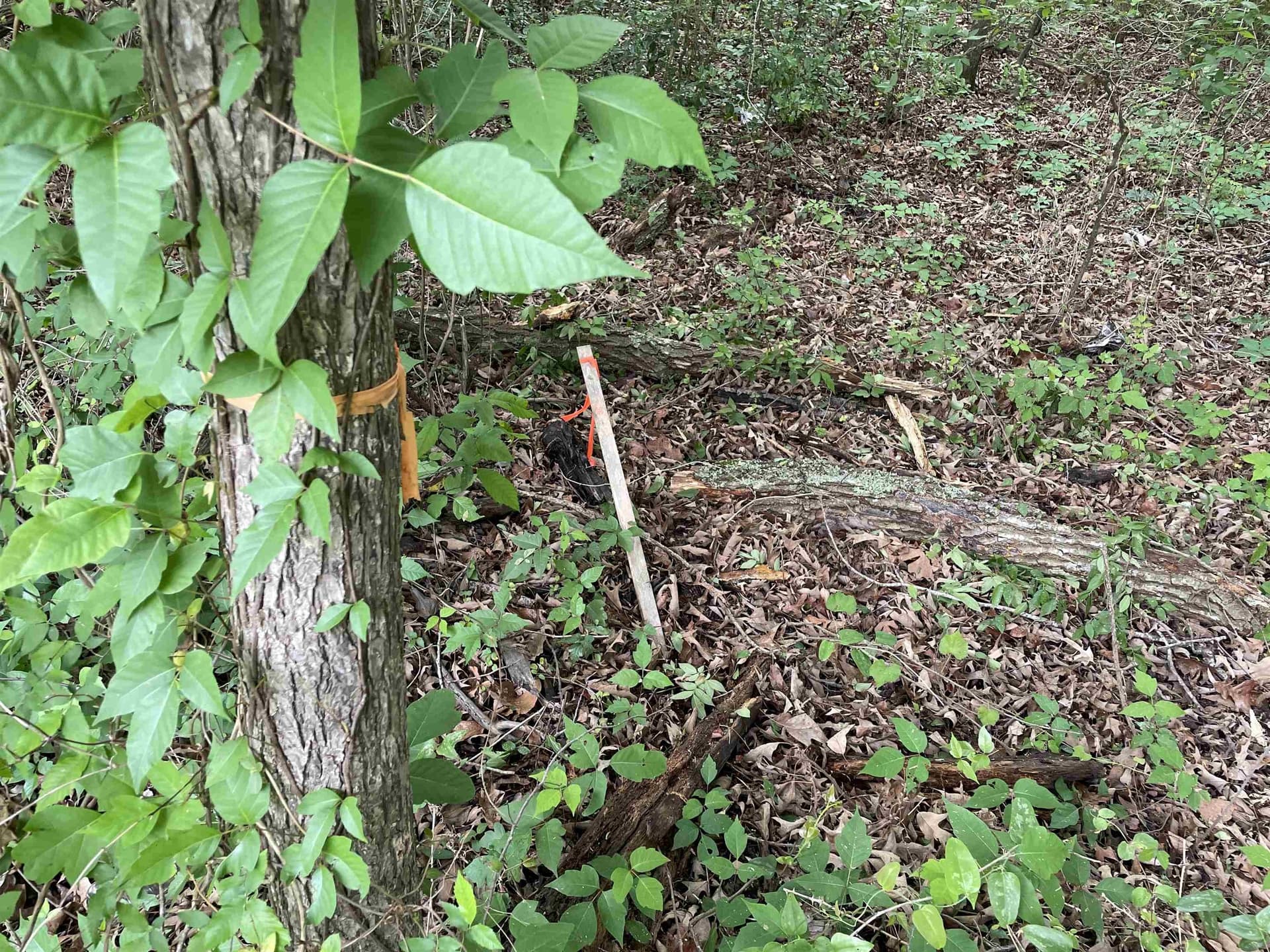 12.05 acres in Henderson County - photo 17