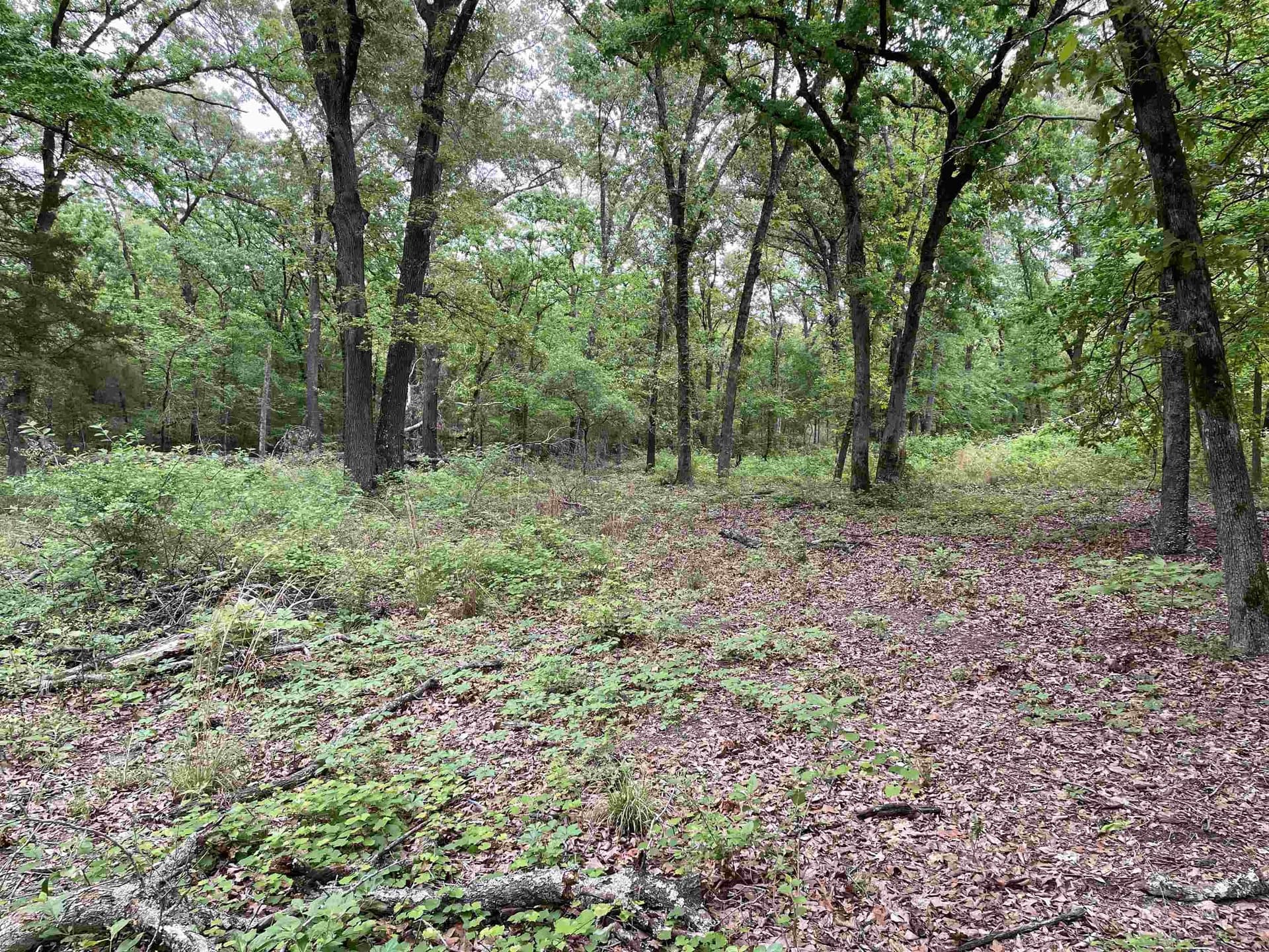 12.05 acres in Henderson County - photo 8