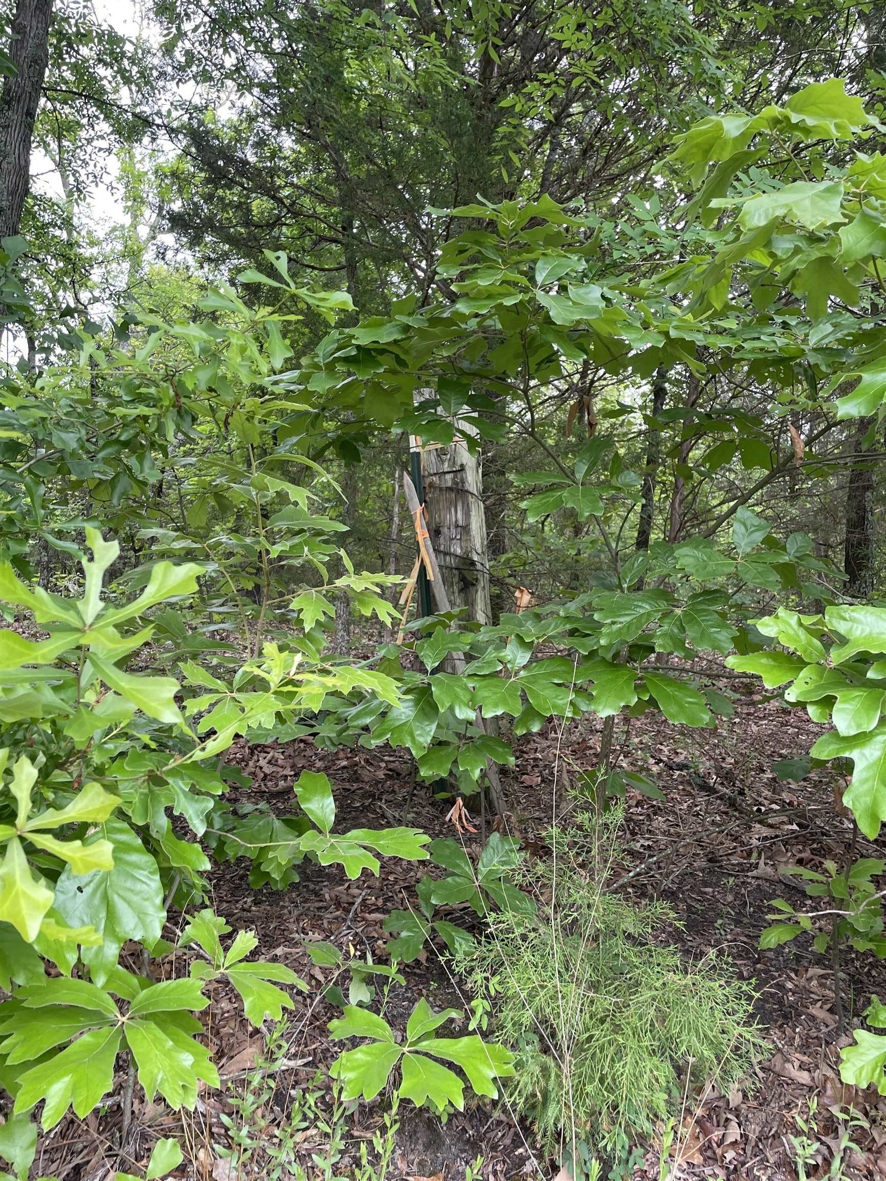 12.05 acres in Henderson County - photo 6